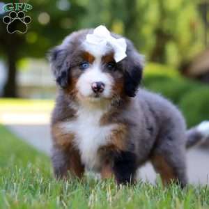London, Mini Bernedoodle Puppy